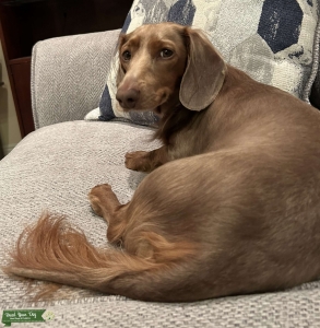 Long Hair Dachshund “Isabella and Tan” Listing Image