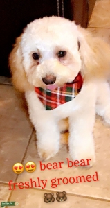 Pure breed maltipoo stud!!  Listing Image