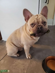 Blue Fawn French Bulldog  Listing Image