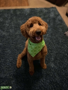 Standard Poodle stud  Listing Image