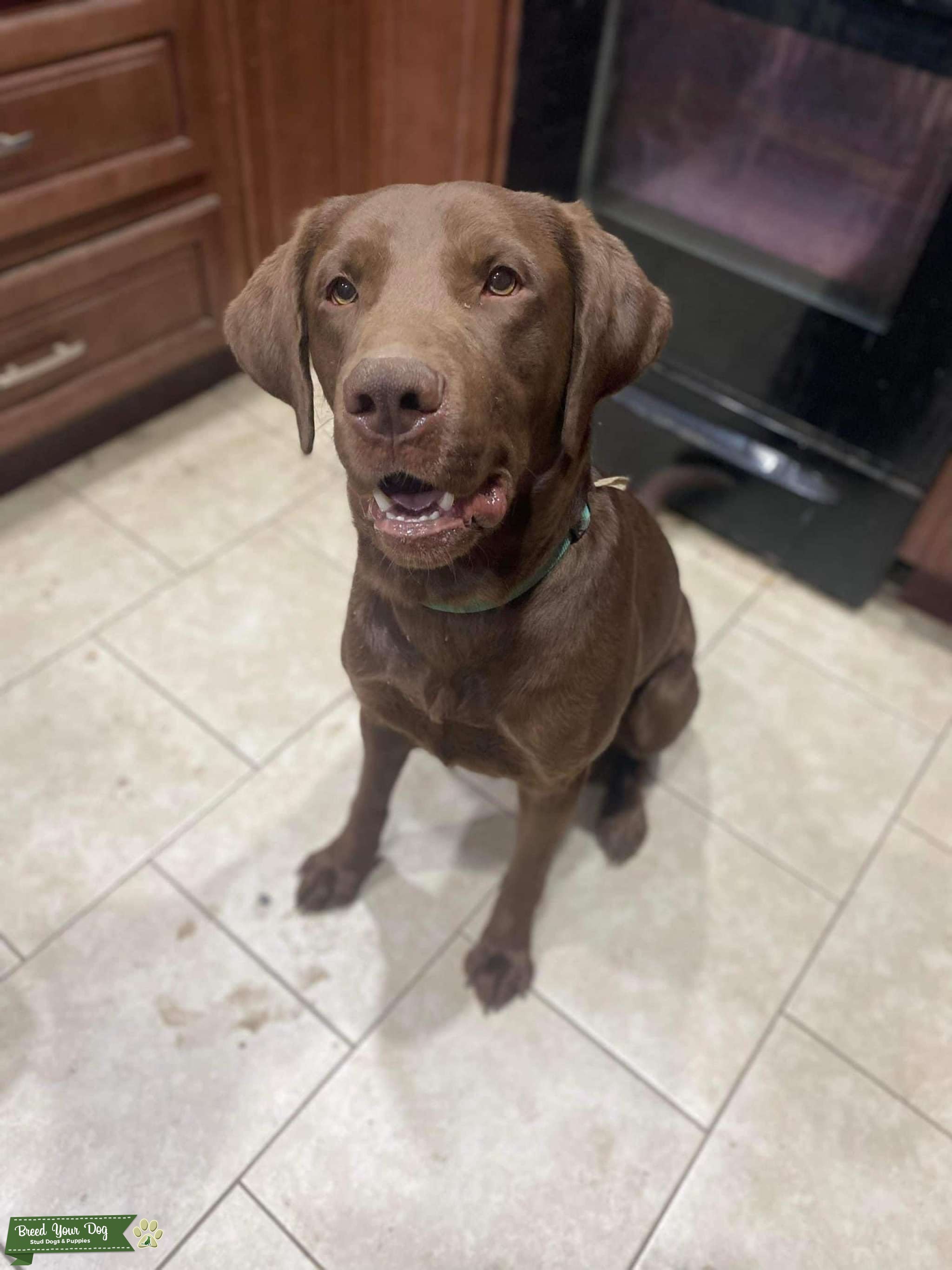 AKC Chocolate Lab Stud Stud Dog in Missouri , United States Breed