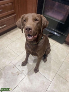 AKC Chocolate Lab Stud Listing Image