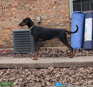 Looking for Stud Doberman Listing Image