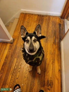 black and white gerberian shepsky Listing Image
