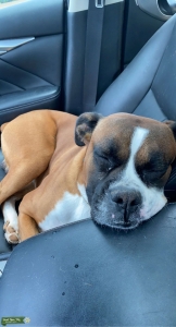 Boxer stud Listing Image