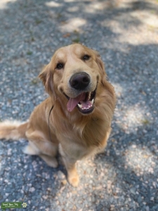 Golden Retriever Listing Image
