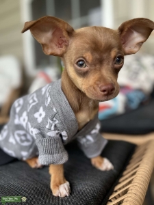 Milk Chocolate, Green-Eyed Chihuahua Stud.  Listing Image