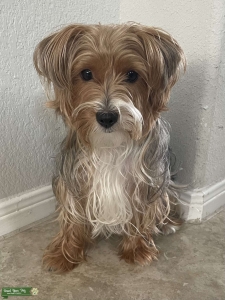 Pure Breed Female Yorki for breed  Listing Image