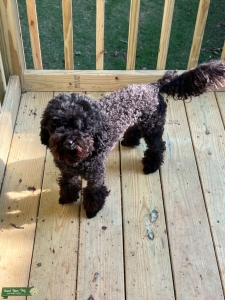 Black Minature Poodle Listing Image