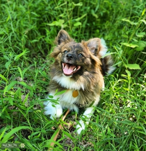 Pomeranian Stud Listing Image