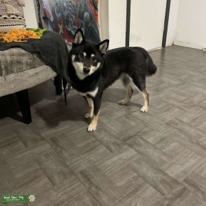 Handsome Black and Tan Shiba Listing Image
