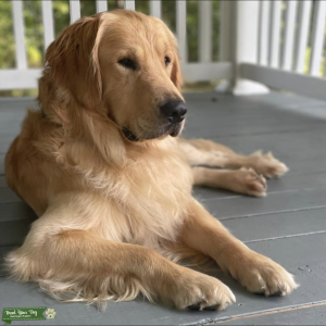 Garden & Gun Featured AKC Golden Retriever Stud in NC Listing Image
