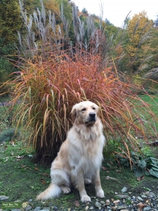 Golden Retriever Stud for all Seasons Listing Image