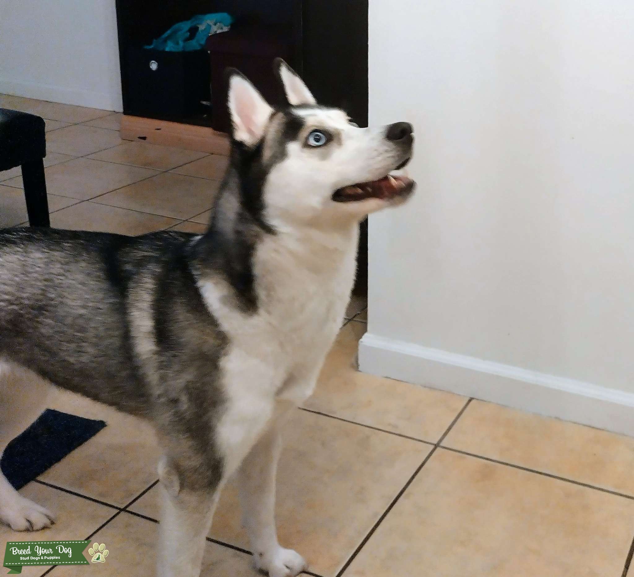 siberian-husky-blue-eyes-b-w-fur-stud-dog-in-ca-the-united-states