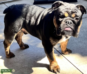 Rare Black Merle Toy Bulldog Stud Listing Image