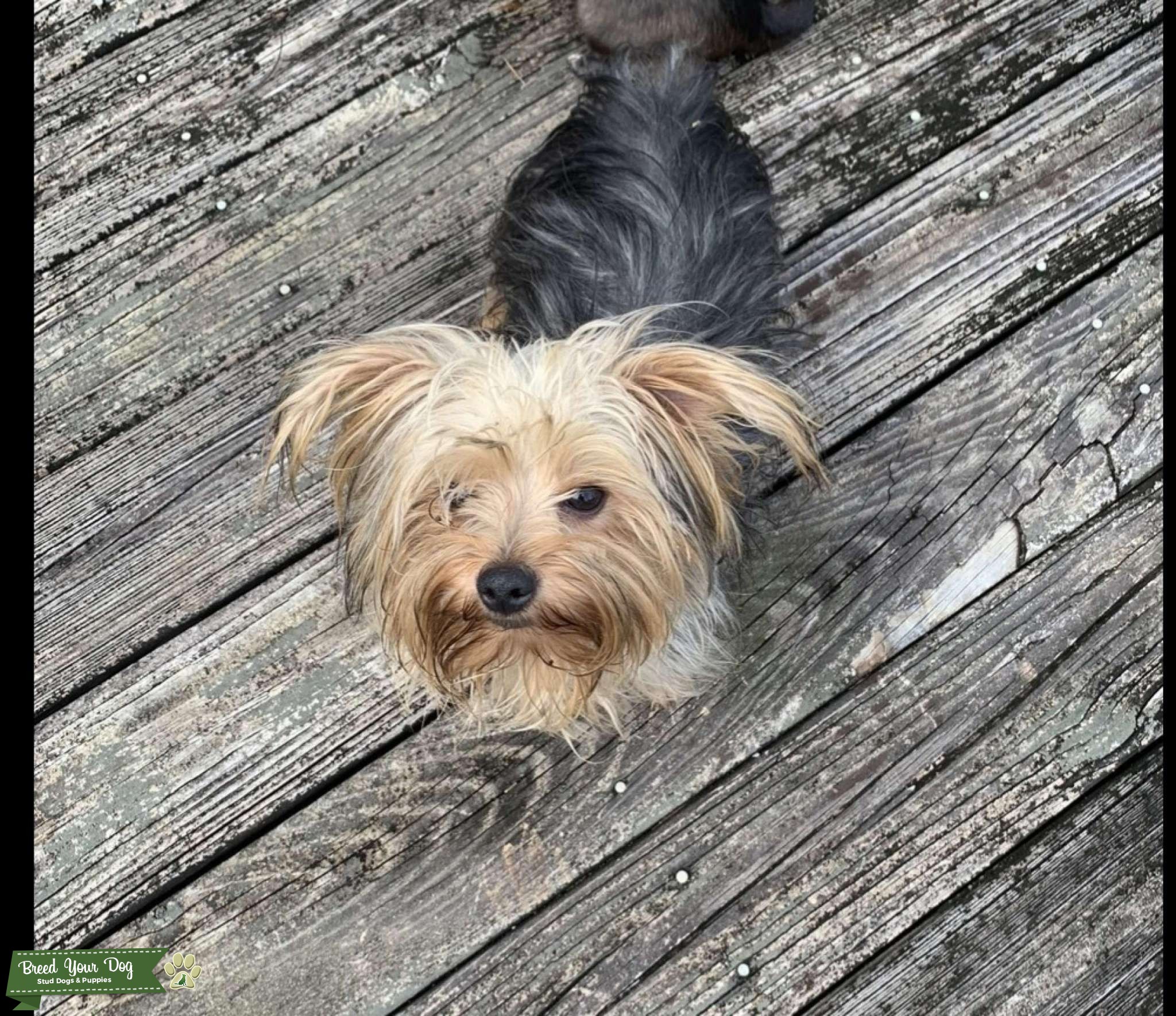 Yorkie Ckc Male stud available Stud Dog in Montgomery , United States