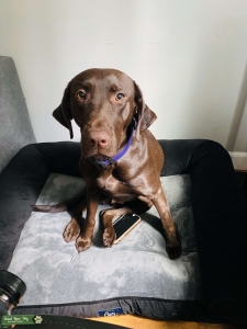 Chocolate lab looking for a stud  Listing Image