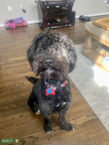 Bernedoodle stud  Listing Image