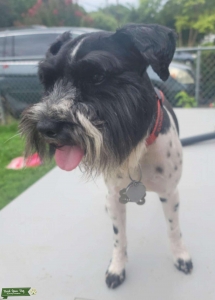 Black and Silver Parti Miniature Schnauzer Listing Image