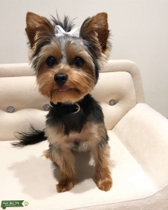4lb Female Yorkie Listing Image