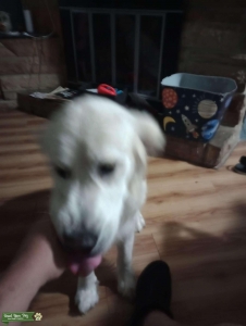 AKC English cream golden retriever Listing Image