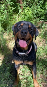 Beautiful Female Rottie  Listing Image
