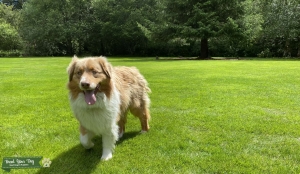  AKC Standard Australian shepherd  Listing Image