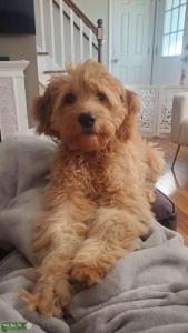 Tan/Brown Mini Goldendoodle Listing Image
