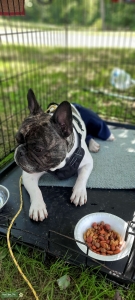 French Bulldog  Listing Image