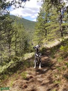 Purebred Croatian Born Dalmatian Listing Image