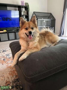 Pomsky Stud Listing Image