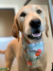 Looking to breed with Standard Poodle Listing Image