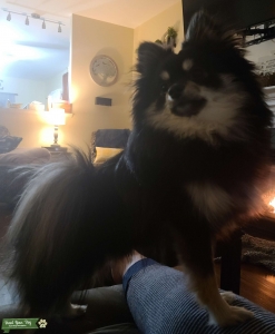 Double Pedigree-AKC/ACA Registered Pomeranian Stud Listing Image