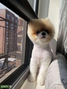 Playful Pomeranian boy , under 8lb, looking for a girl  Listing Image