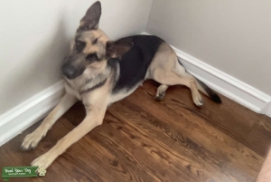 Black and Tan German Shepherd Listing Image