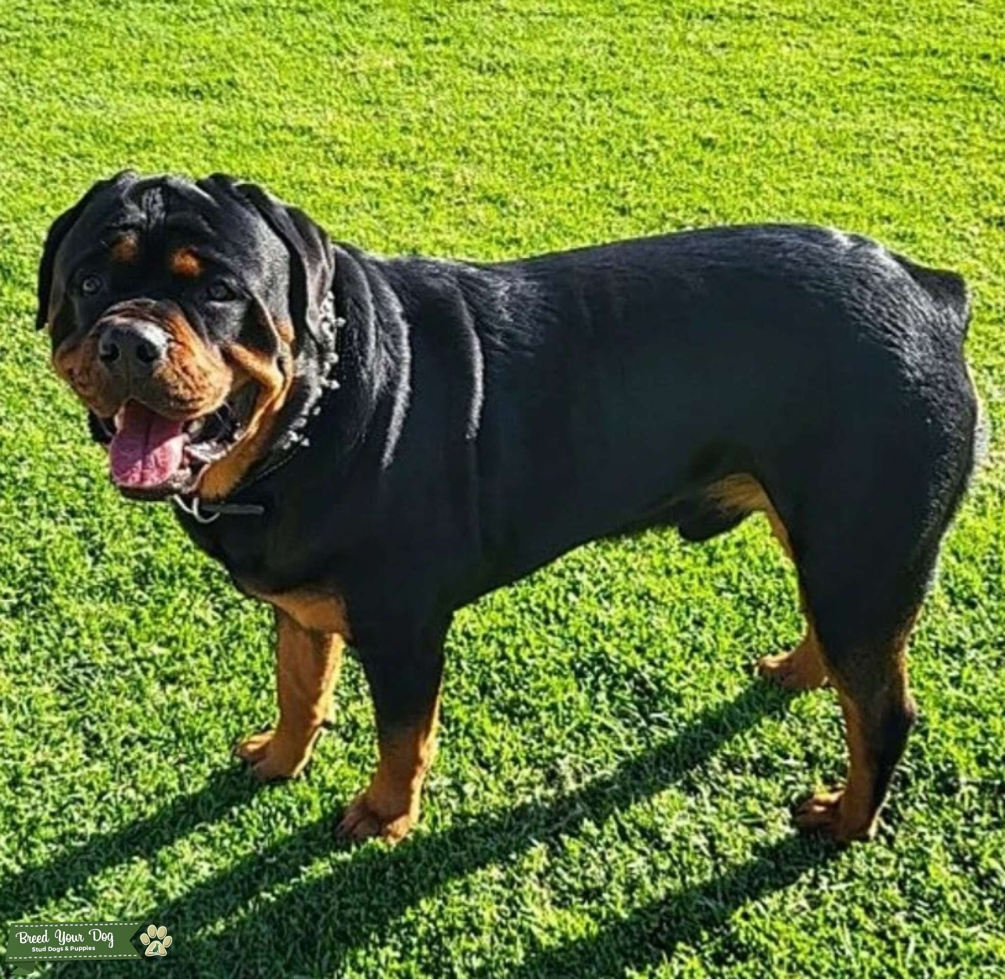 Champion Bloodline AKC Rottweiler - Stud Dog in San Diego, the United ...