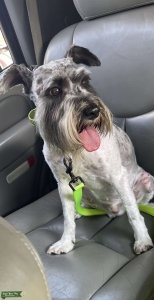 100% Schnauzer  Listing Image
