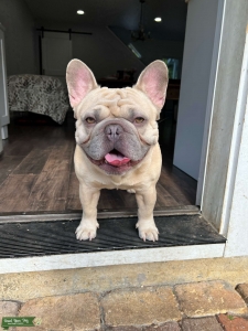 NW Frenchies Teddy Bear Misha Listing Image