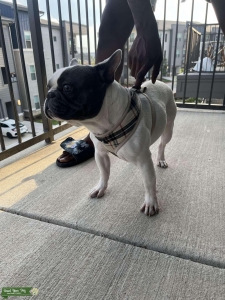 AKC Certified Full Breed French Bulldog Listing Image