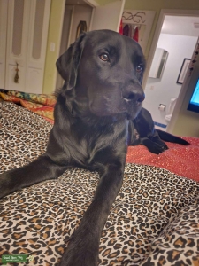 Perfect black Labrador!  Listing Image