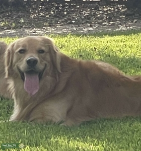 Texas- Golden Retriever  Listing Image