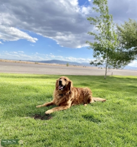 GOLDEN RETRIEVER AKC/MALE STUD Listing Image