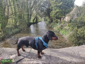 Tan and black dachshund  Listing Image