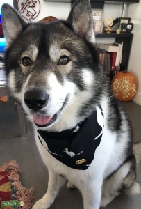 Purebred Siberian Husky Stud with Dark Mask Listing Image