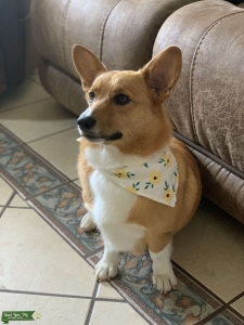 Purebred pembroke corgi Listing Image