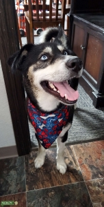 Husky female Listing Image