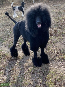 Black Standard Poodle Listing Image