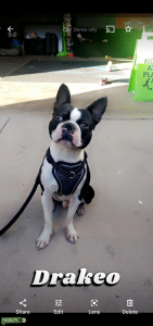 Boston terrier stud Listing Image