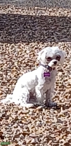 Need a Maltese Stud Southern AZa Listing Image