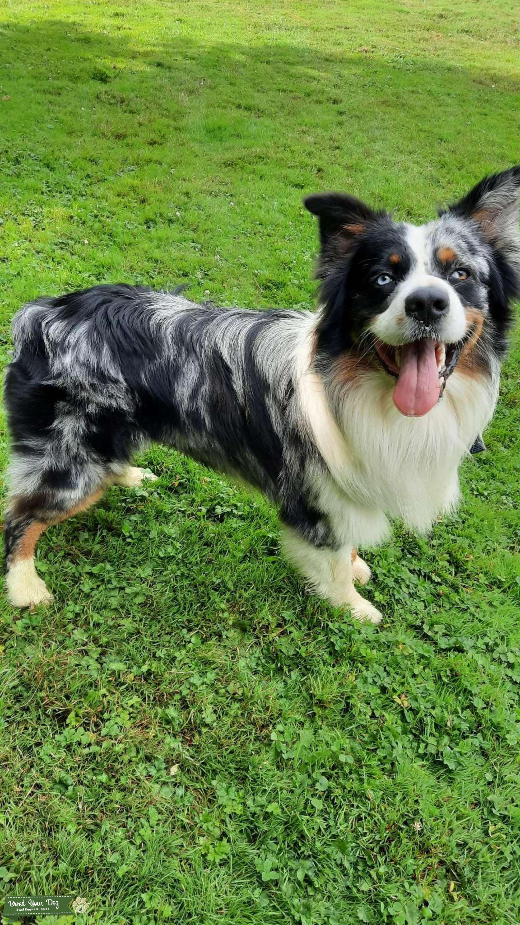 Outstanding Australian Shepherd Stud Stud Dog Alabama Breed Your Dog